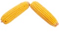 Boiled sweet corn, isolated ears corn  on a white background Royalty Free Stock Photo