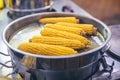 Boiled yellow corn in the pot with hot water. Traditional street food or dish for home meal, bbq. Royalty Free Stock Photo