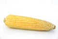 Boiled yellow corn on white background for photo edting