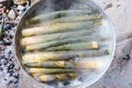 Boiling bamboo shoots Royalty Free Stock Photo