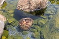 Boiling Eggs Hotspring