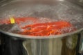 Boiling Maine Lobster Royalty Free Stock Photo