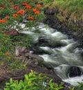 Boiling Pots near Hilo (Big Island, Hawaii) Royalty Free Stock Photo