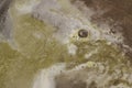 The boiling surface of the beer after laying the green pressed h Royalty Free Stock Photo