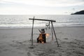 boiling water kettle on wood campfire by beach. Royalty Free Stock Photo