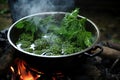 boiling water with nettle leaves in a pot over fire