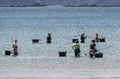 Group of fishermen into the water of the beach to collect clams and mussels from the beach with their shellfish rakes.