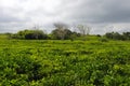 Bois Cheri Tea Factory. Beautiful tea plantation with white cloud blue sky and sun light. Tourist attraction in Mauritius