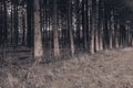 Bois Jacques. The forest of the foxholes from Easy Company. Royalty Free Stock Photo