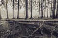 Bois Jacques. The forest of the foxholes from Easy Company. Royalty Free Stock Photo