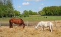 Boisemont, France - april 3 2017 : horses