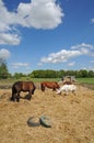 Boisemont, France - april 3 2017 : horses