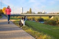 Boisterous Border Collie dog galloping along footpath at sunset