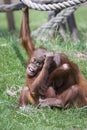 Boisterous Orangutans