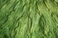 Boj tree green leaf macro closeup texture