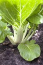 Bok choi or chinese white cabbage