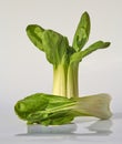 Bok Choi shadowed standing on light grey background