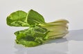 Bok Choi standing on plain background