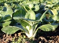 Bok choy Royalty Free Stock Photo