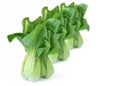 Bok Choy