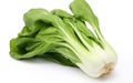 Bok Choy Alone on White Background