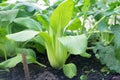 Bok choy - also known as pak choi, pok choi or Chinese cabbage - Royalty Free Stock Photo