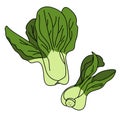 Bok choy cabbage, a healthy green vegetable with juicy leaves