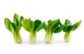 Bok choy (chinese cabbage) Royalty Free Stock Photo