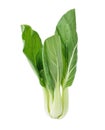 Bok choy chinese cabbage