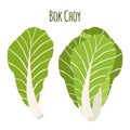 Bok choy, chinese cabbage in flat style. Natural organic vegetable. Royalty Free Stock Photo