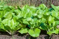 Bok choy (chinese cabbage) Royalty Free Stock Photo