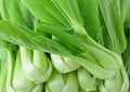 Bok choy (chinese cabbage)