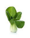 Bok choy (chinese cabbage or Qing geng cai) isolated on white Royalty Free Stock Photo