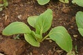 Bok choy or Chinese cabbage seedling, leafy vegetable Royalty Free Stock Photo