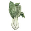 Bok Choy, fresh green vegetable, Chinese cabbage. Watercolor illustration hand painted isolated on white background.