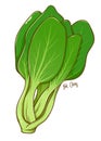 Bok Choy Green Vegetables