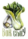 Bok Choy. Hand drawing watercolor on white background with title.