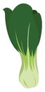 Bok choy, illustration, vector Royalty Free Stock Photo