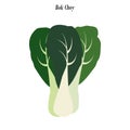 Bok choy illustration