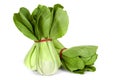 Bok Choy Isolated