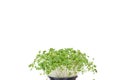 Bok choy micro greens in black pot isolated on white background with copy space. Micro green arugula sprouts. Young plants, Royalty Free Stock Photo
