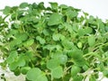 Bok choy micro greens isolated on white background with copy space. Micro green arugula sprouts. Young plants, seedlings and Royalty Free Stock Photo