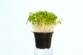 Bok choy microgreens in black pot. Micro greens arugula sprouts on light blue background. Young plants, seedlings and sprouts. Royalty Free Stock Photo