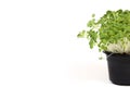 Bok choy microgreens in black pot. Micro greens arugula sprouts on white isolated background with copy space. Young plants, Royalty Free Stock Photo