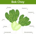 Bok choy nutrient of facts and health benefits, info graphic