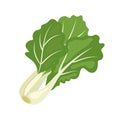 Bok choy or Pak Choi Chinese cabbage, flat style vector illustration isolated on white background Royalty Free Stock Photo