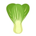 Bok choy or Pak choi. Chinese cabbage. Healthy food, fresh organic vegetable, vector illustration Royalty Free Stock Photo