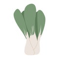 Bok choy, pak choi or pok choi Chinese cabbage illustration isolated on white. Vector collard Greens for healthy diet