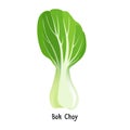 Bok choy or pak choi type of Chinese cabbage vector