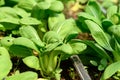 Bok choy plant growing in organic vegetable garden using drip Irrigation Royalty Free Stock Photo